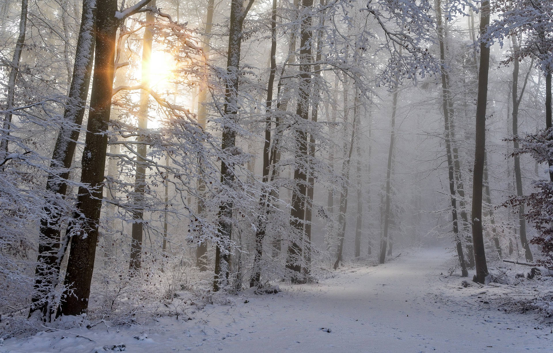 winter forest path, snow-laden trees, golden rays, Full HD Desktop Wallpaper