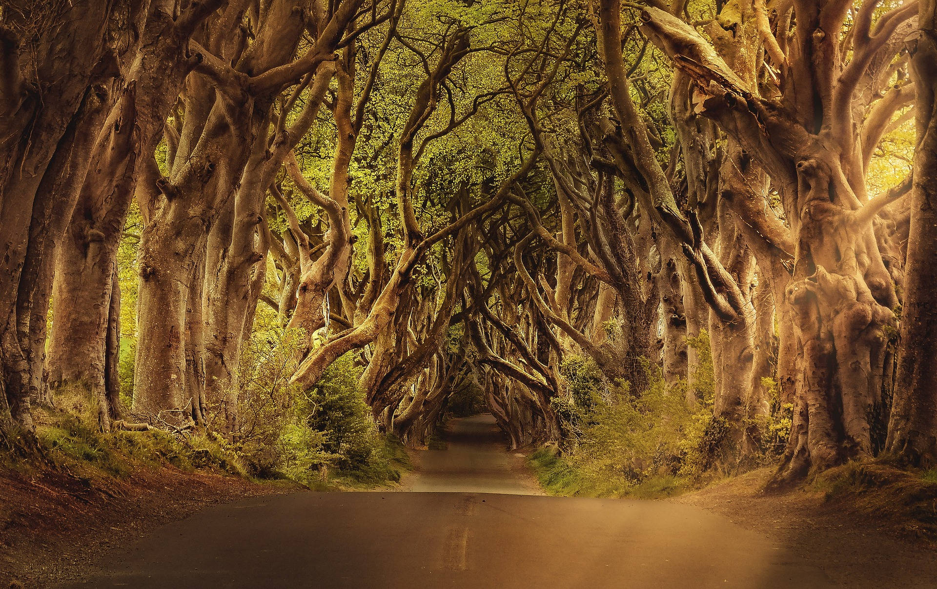 tangling branches, woods, winding road, Full HD Desktop Wallpaper