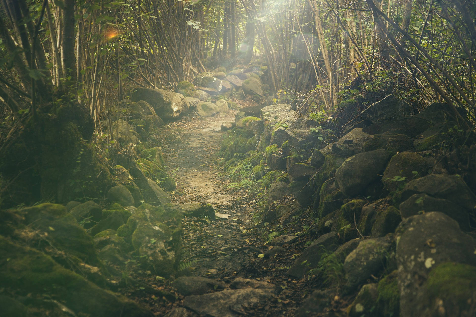 rocky trail, woods, sunlit forest, Full HD Desktop Wallpaper