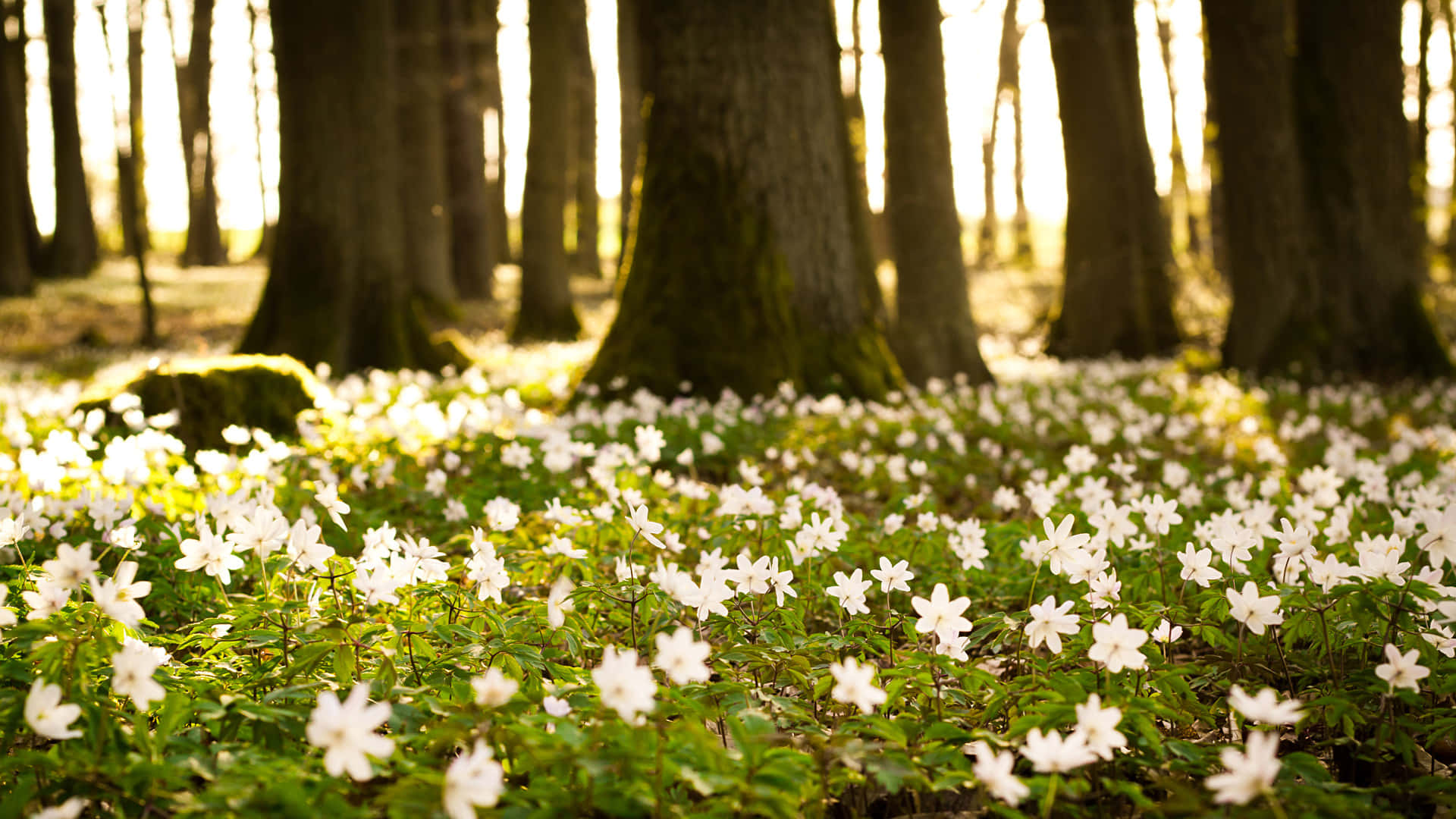 Sunlight, tall trees, carpet of delicate white flowers, Full HD Desktop Wallpaper