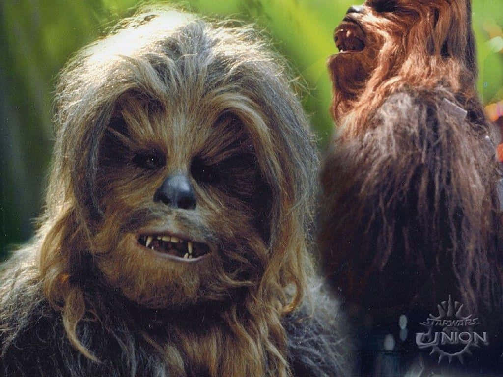 Wookiee, shaggy brown fur, sharp teeth, SD Desktop Wallpaper