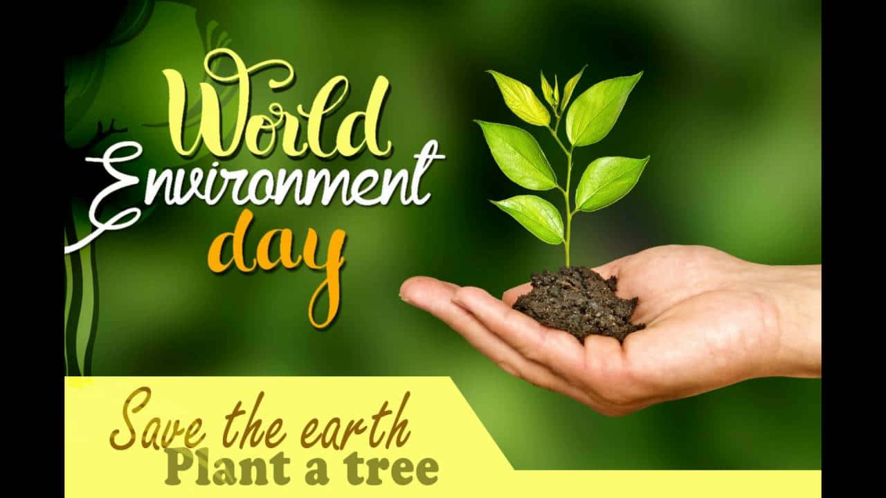 World Environment Day, plant a tree, small green sapling, HD Desktop Wallpaper