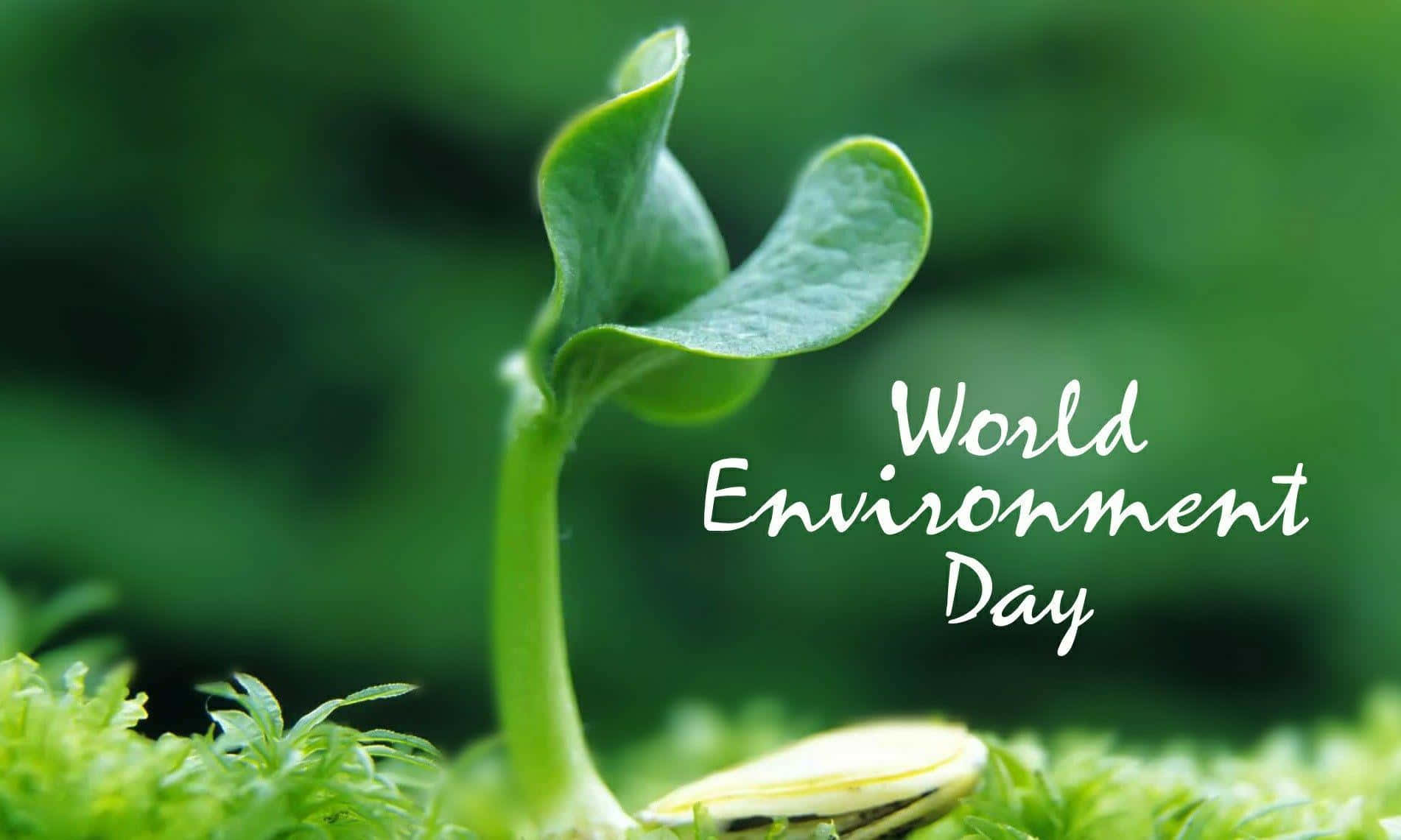 World Environment Day, seedling, moss, HD Desktop Wallpaper