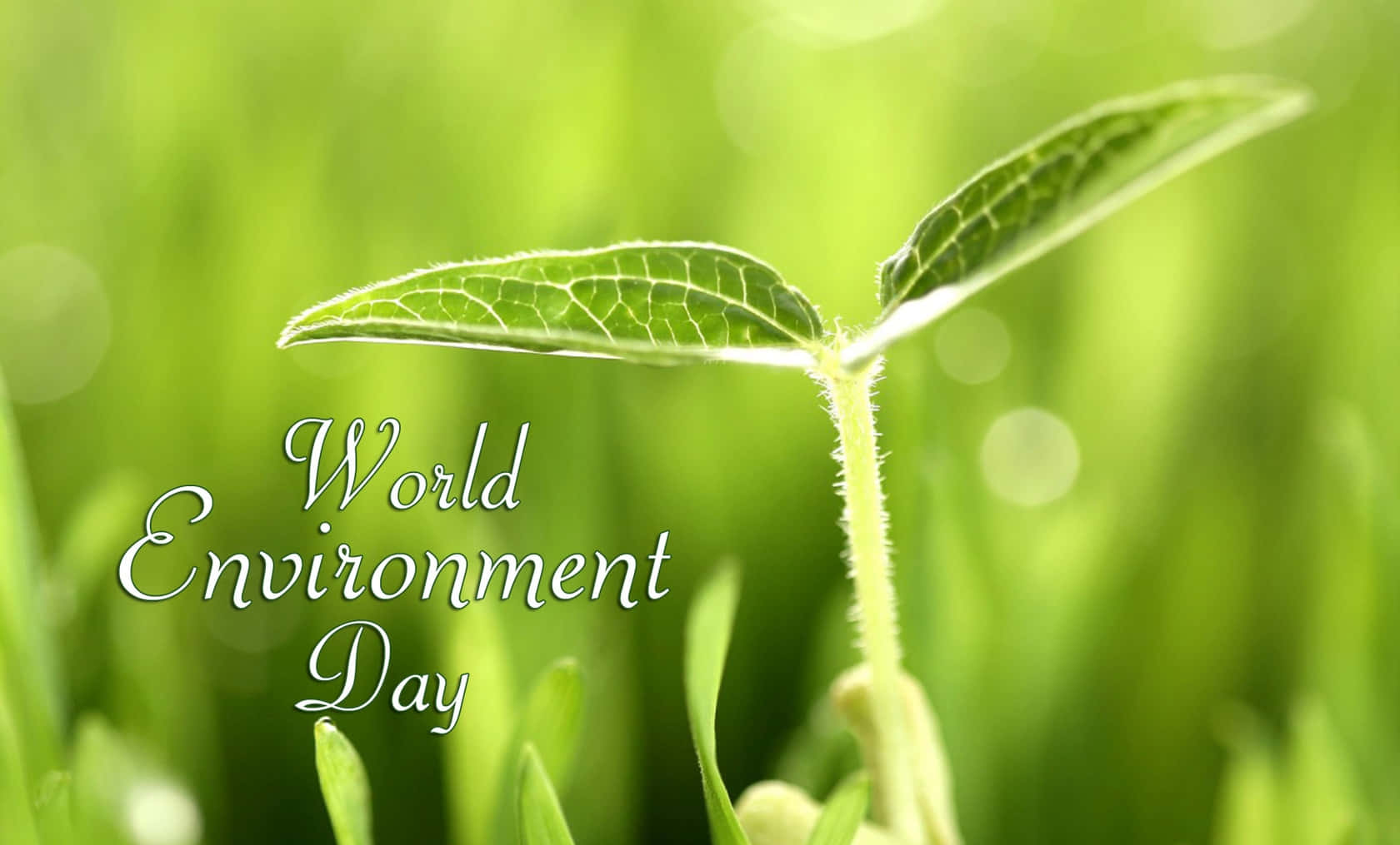 World Environment Day, vibrant green sprout, delicate leaves, HD Desktop Wallpaper