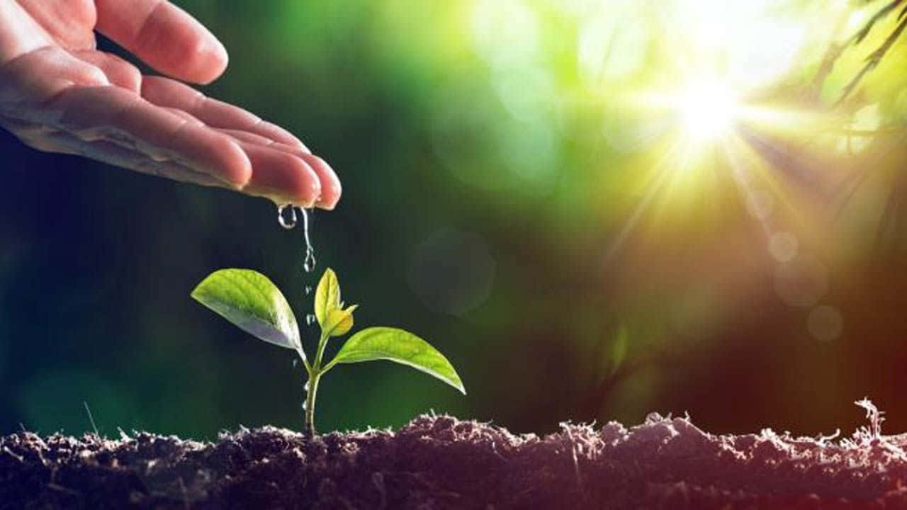 World Environment Day, seedling, green sprout, HD Desktop Wallpaper