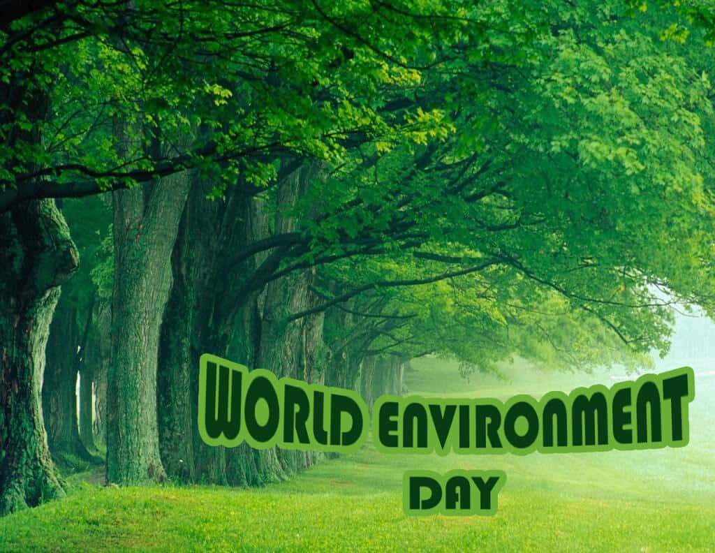 World Environment Day, green forest, towering trees, SD Desktop Wallpaper