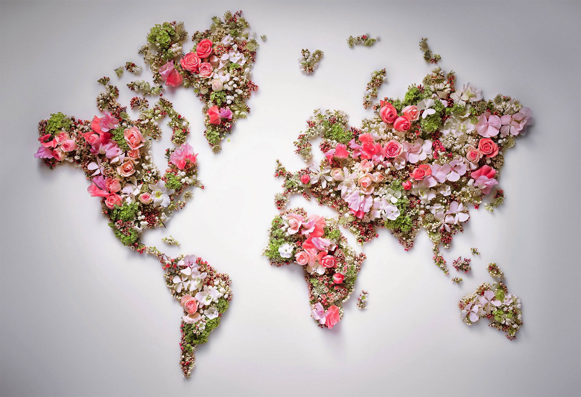 floral world map artwork, vibrant pink roses, green foliage, Full HD Desktop Wallpaper