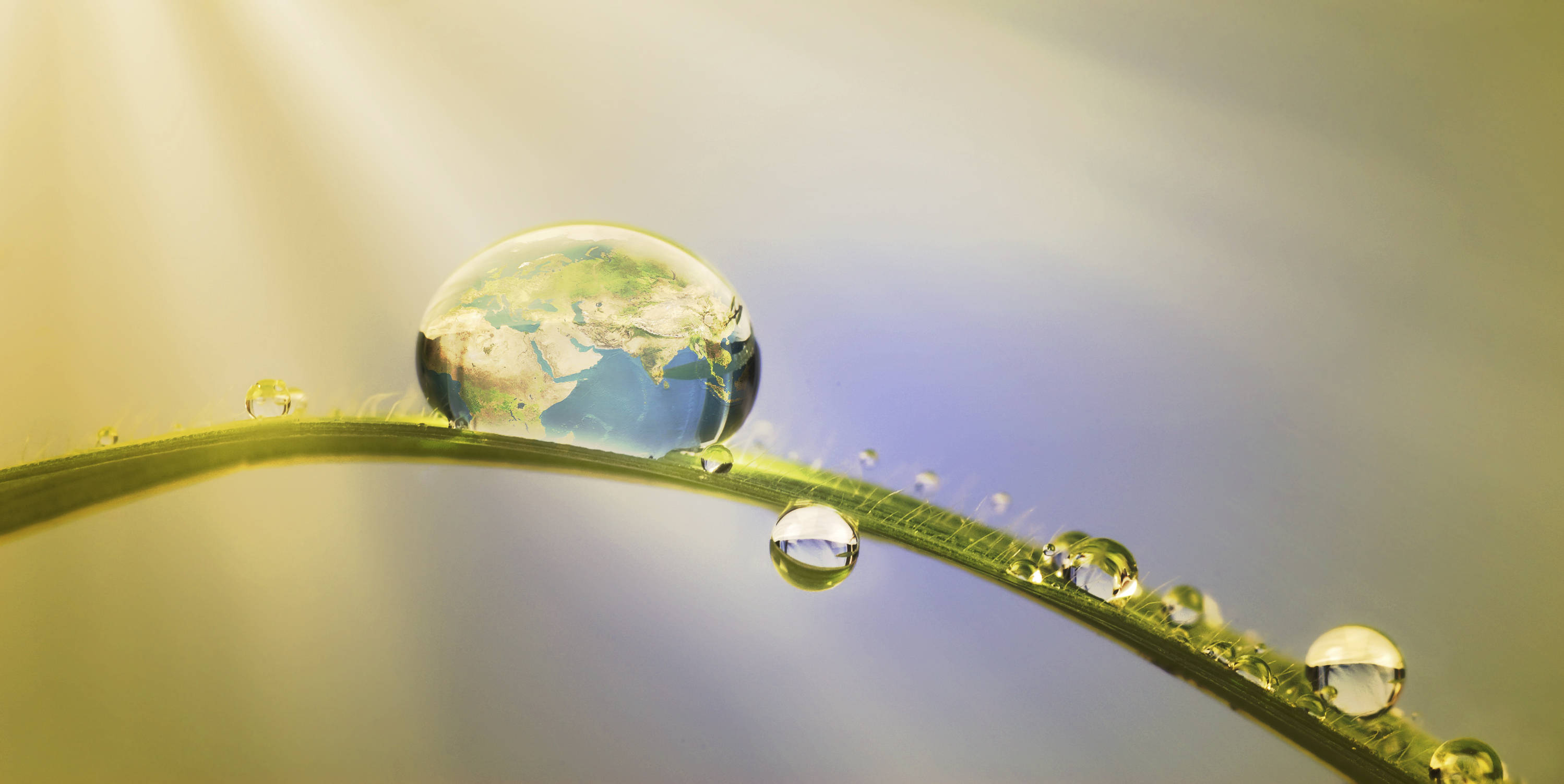 dewdrop, blade of grass, Earth, 2K Desktop Wallpaper