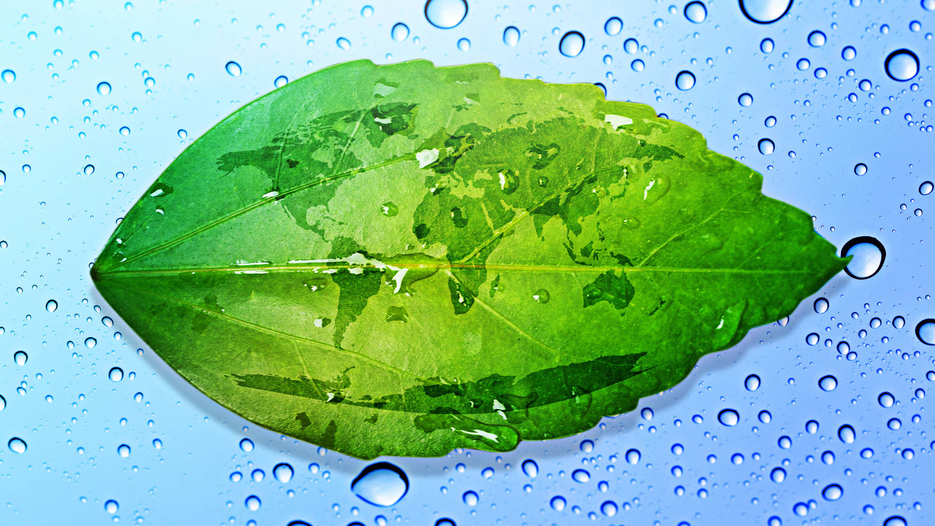 green leaf, water droplets, world map, Full HD Desktop Wallpaper