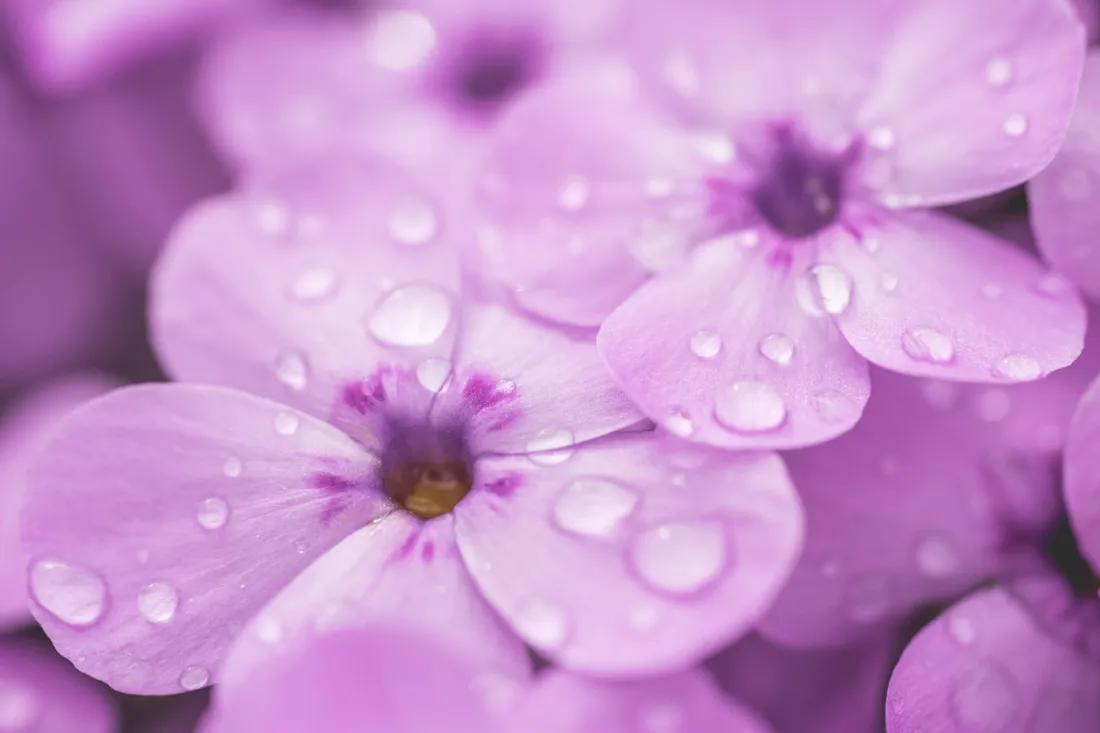 Worlds Most Beautiful Flowers