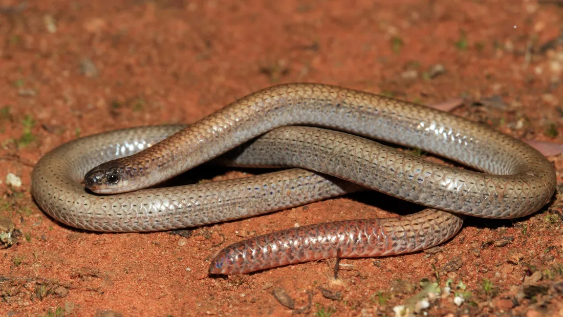 Worm Lizard