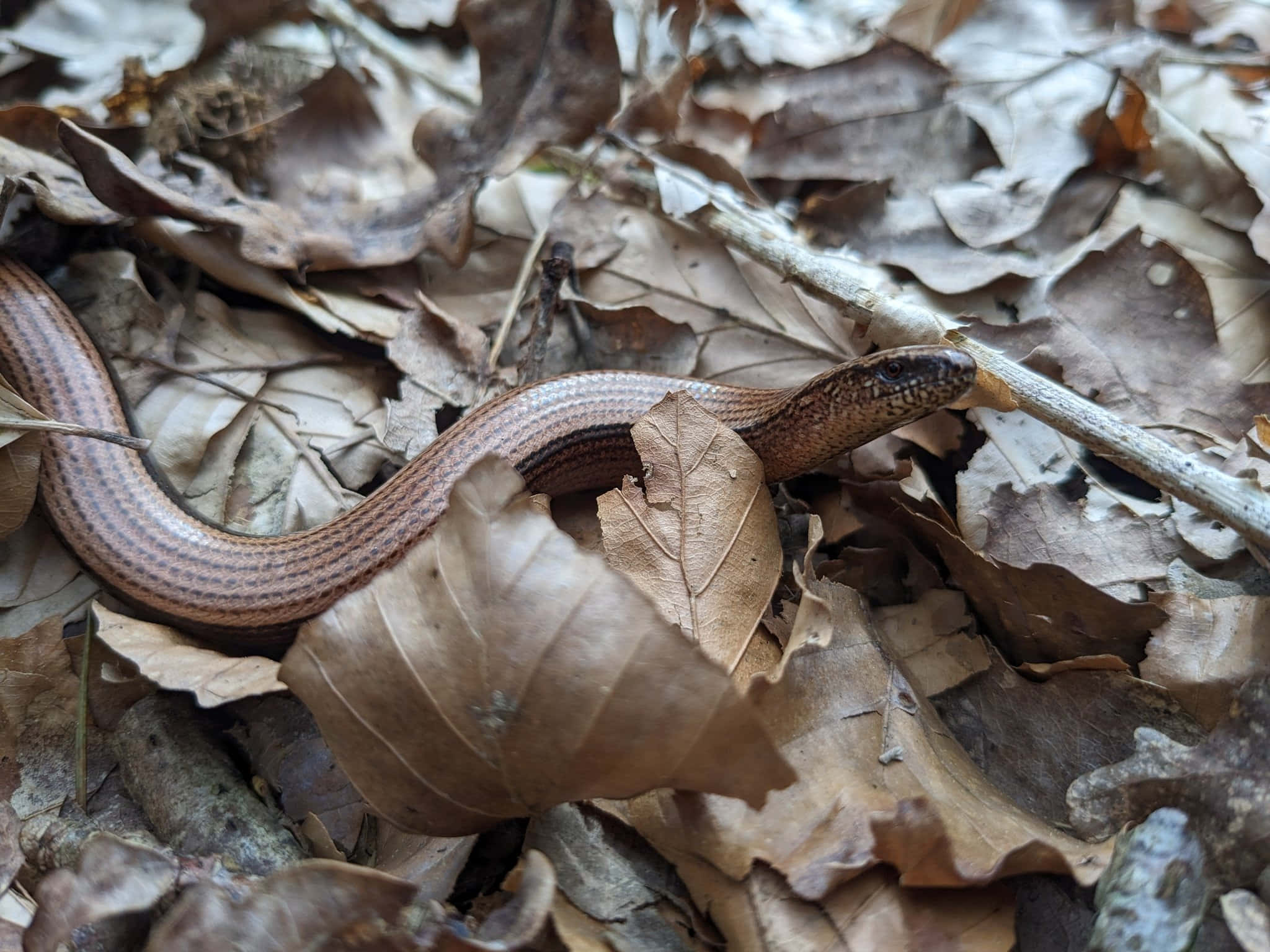 Worm Lizard, brown snake, pale stripes, Full HD Desktop Wallpaper