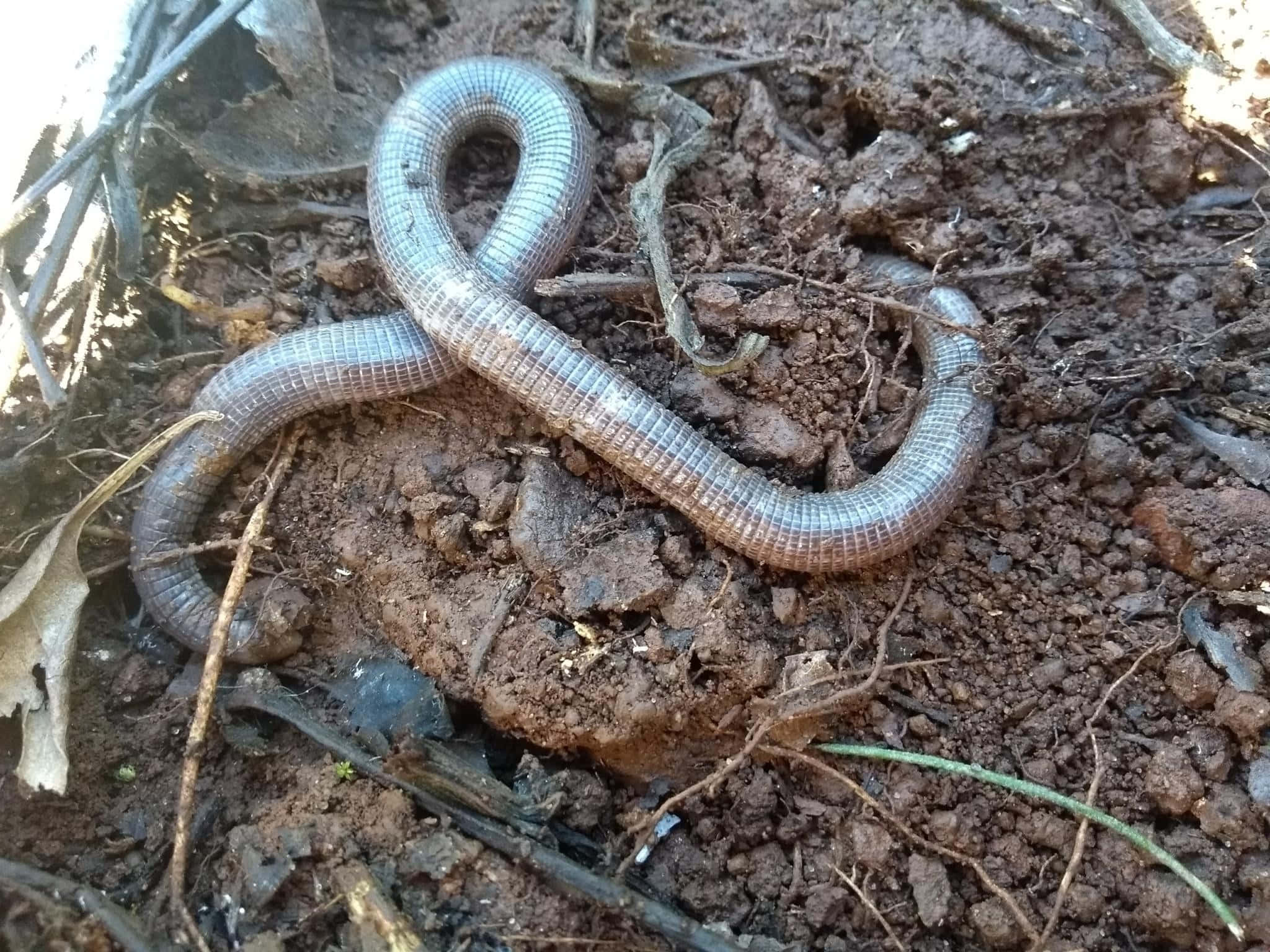 Worm Lizard, pale gray body, dark brown soil, Full HD Desktop Wallpaper