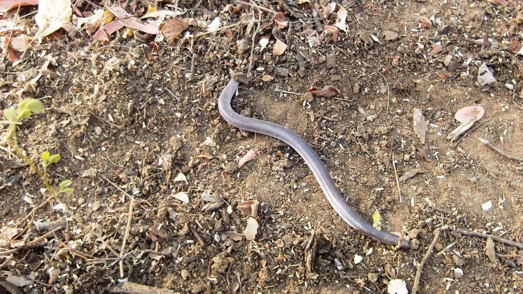 Worm Lizard, natural habitat, smooth gray, Full HD Desktop Wallpaper