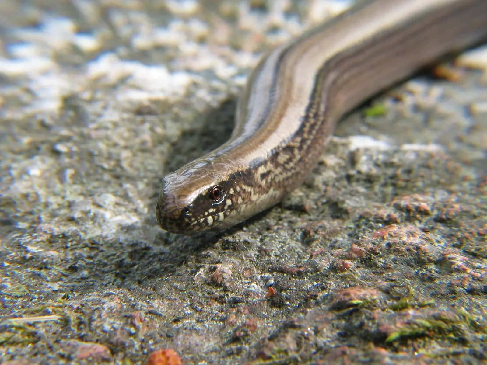 Worm Lizard, shiny brown body, distinct stripes, HD Desktop Wallpaper