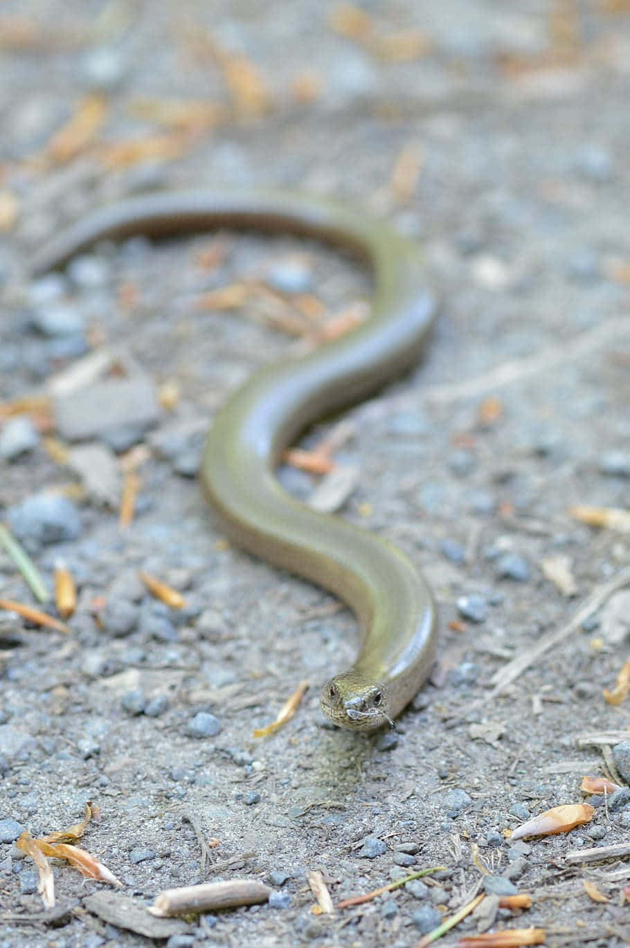 Worm Lizard, gravelly ground, dry pine needles, HD Phone Wallpaper
