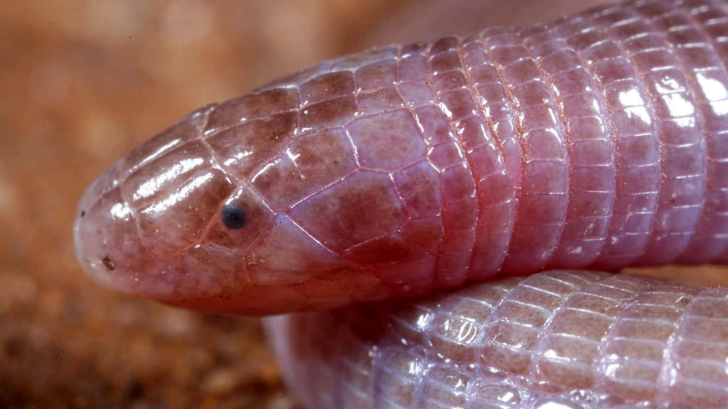 Worm Lizard, pinkish translucent, glossy segmented skin, HD Desktop Wallpaper