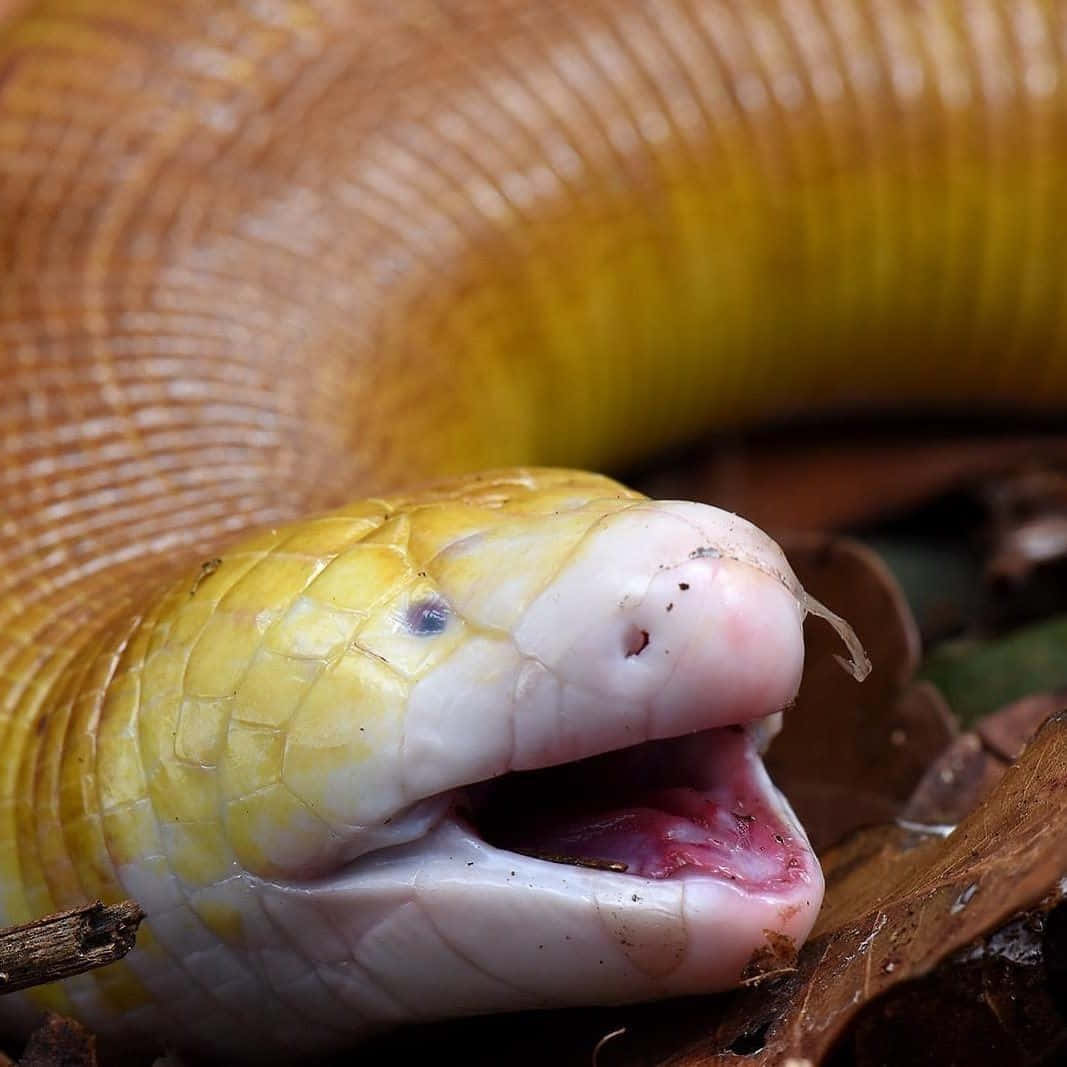 Worm Lizard, yellow albino snake, pink tongue, SD Desktop Wallpaper