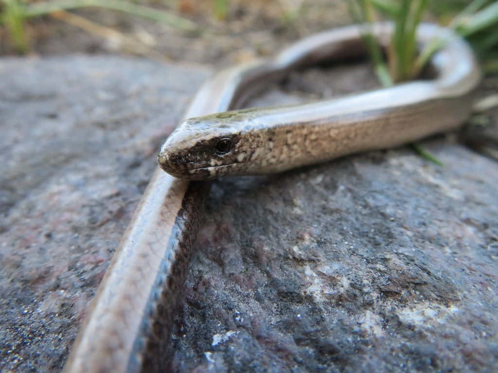 Worm Lizard, slender brown snake, patterned head, SD Desktop Wallpaper