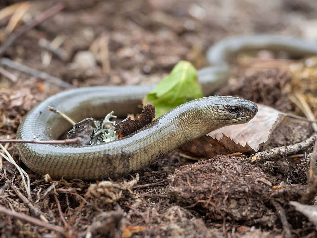 Worm Lizard, natural habitat, forest floor, SD Desktop Wallpaper