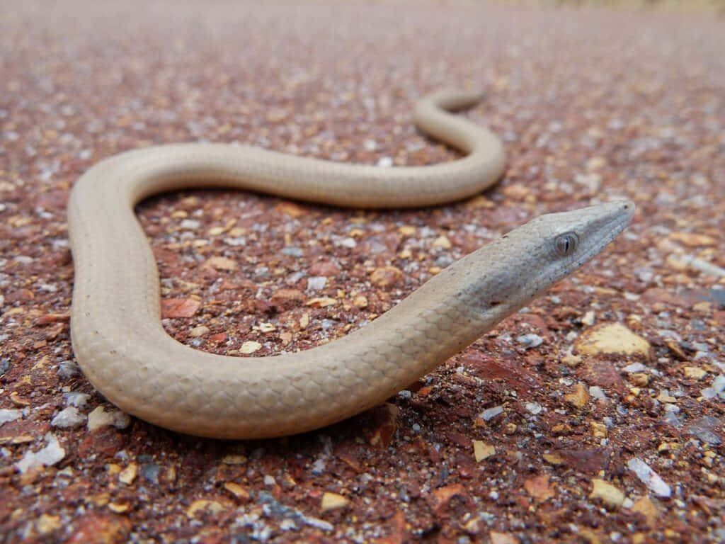 Worm Lizard, light brown, textured red gravel, SD Desktop Wallpaper