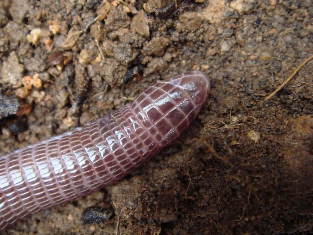 Worm Lizard, pinkish purple, segmented skin, SD Desktop Wallpaper