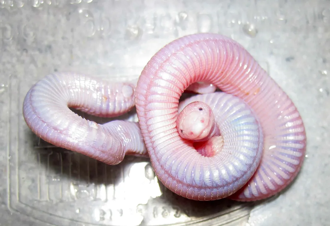 Worm