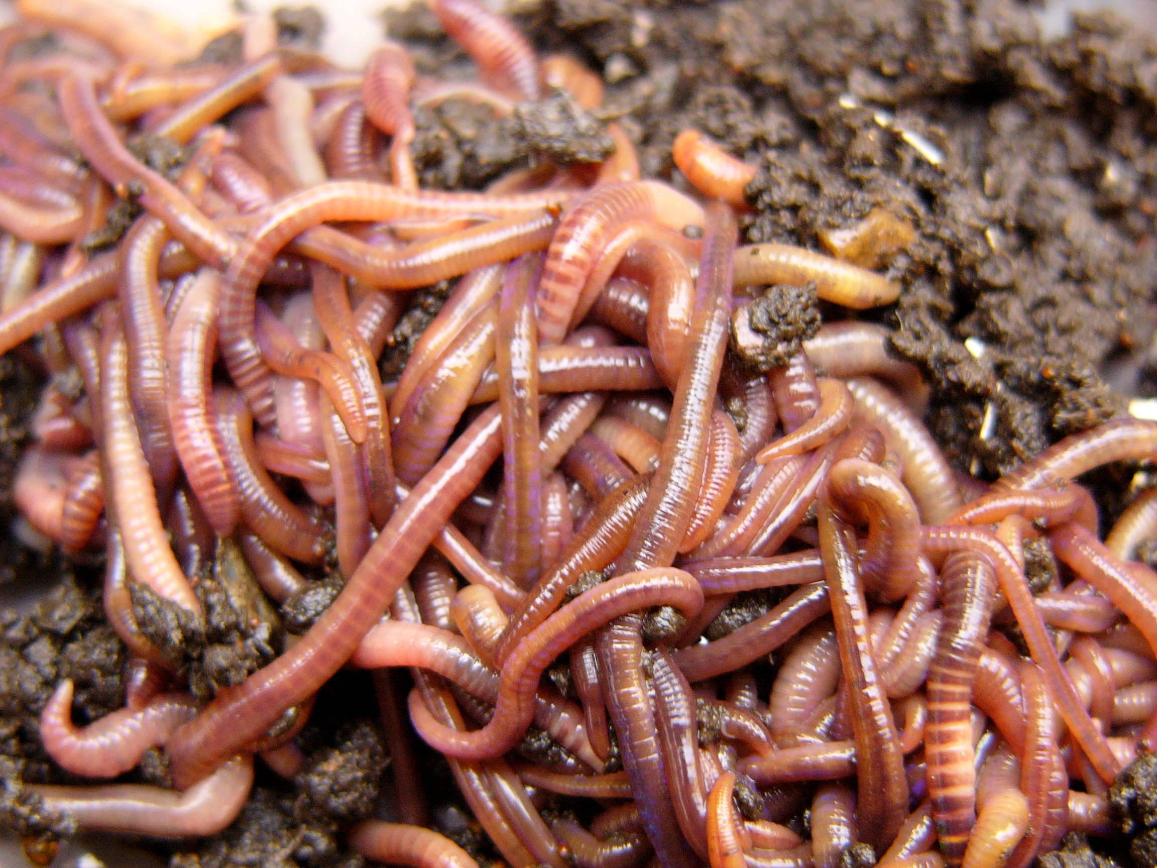 pinkish-red earthworms, dark moist soil, close-up shot, Full HD Desktop Wallpaper
