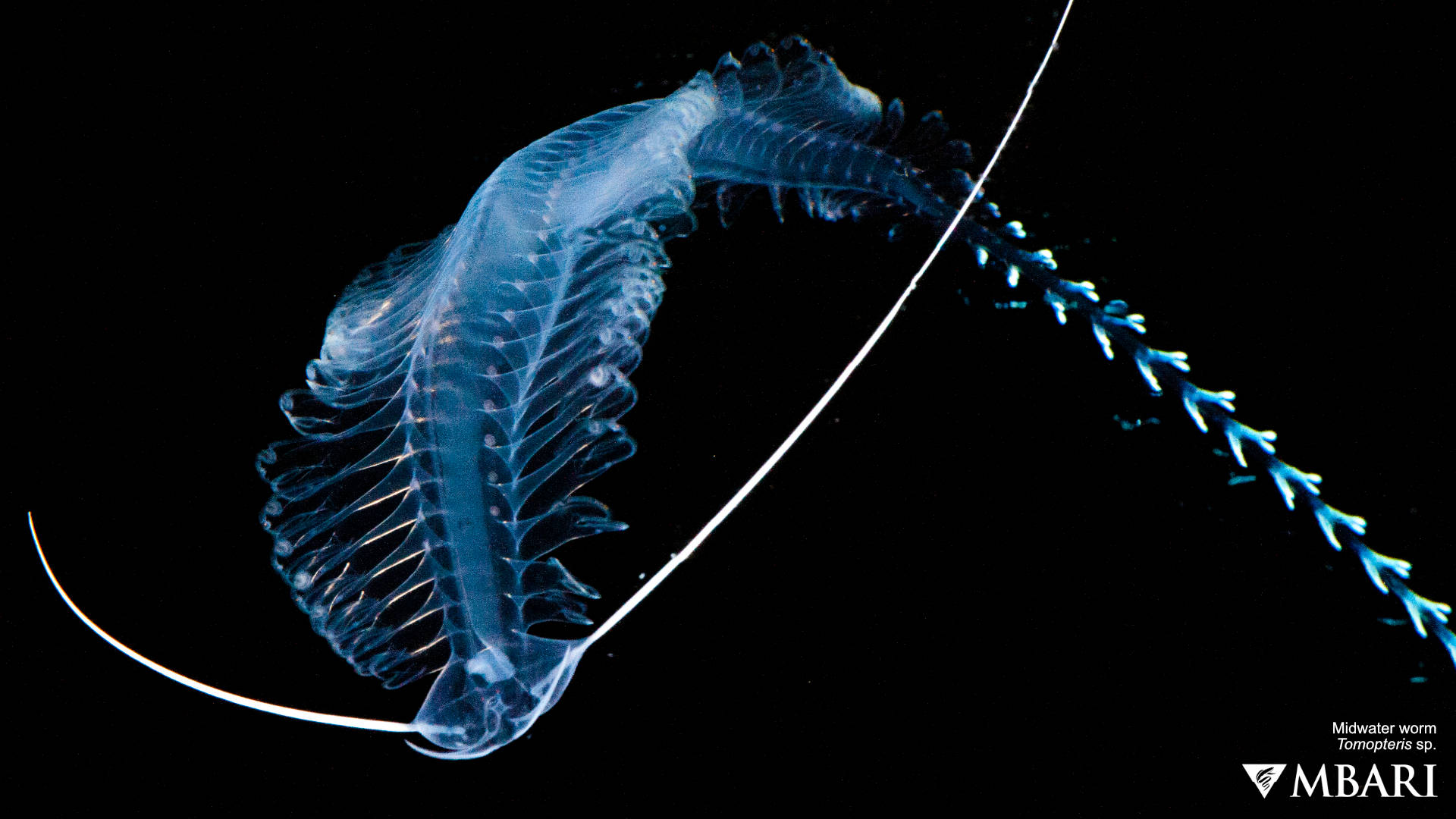 gossamer worm, tomopteris worm, translucent blue, Full HD Desktop Wallpaper