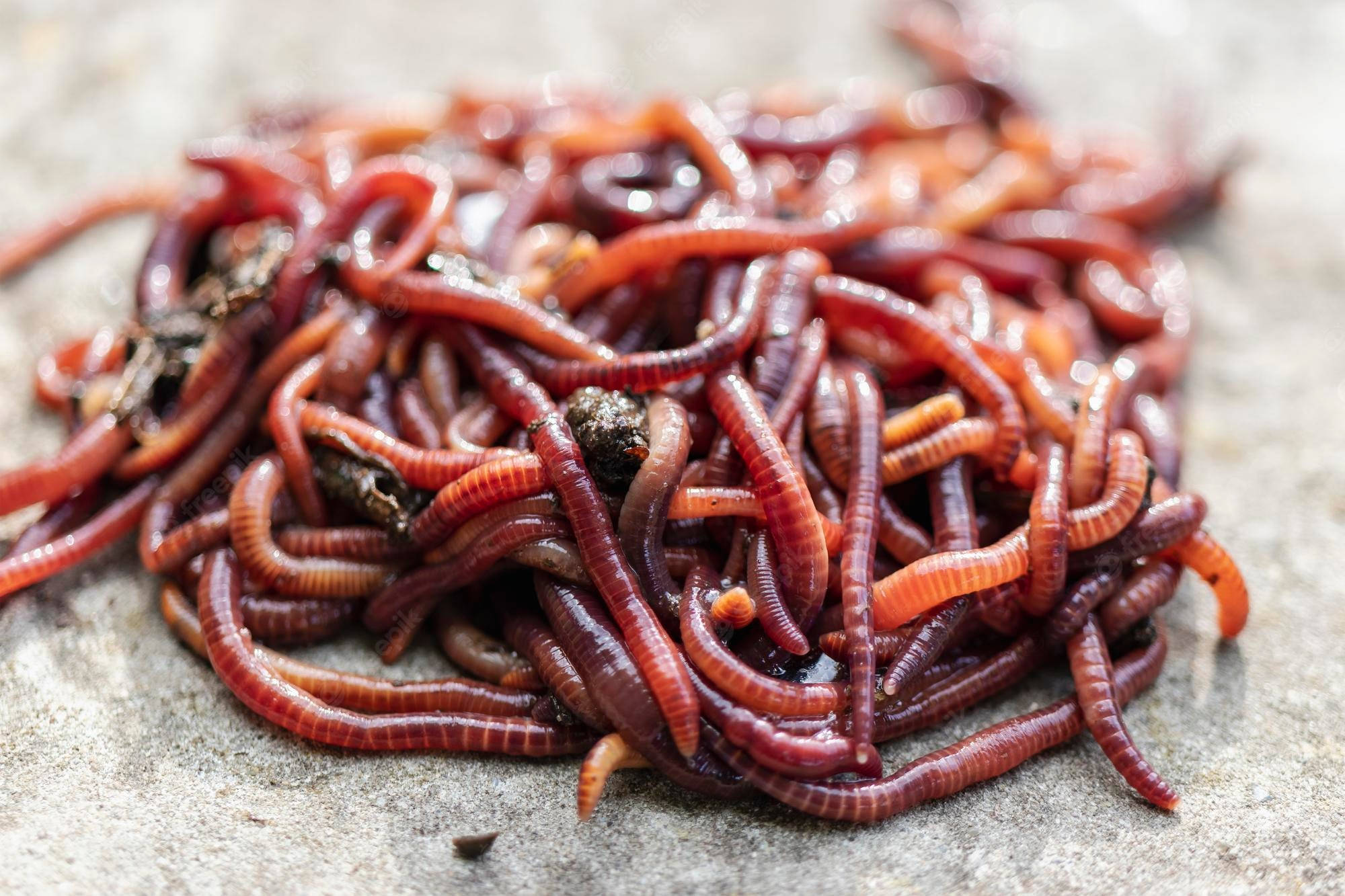 red earthworms, nutrient-rich manure, rough gray surface, Full HD Desktop Wallpaper