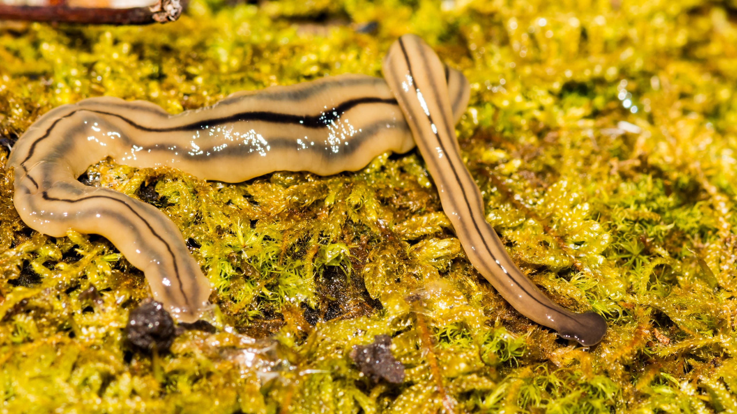 Bipalium kewense, glossy leech, dark stripes, 2K Desktop Wallpaper