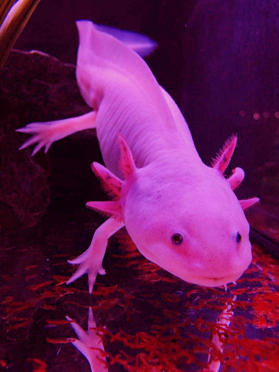 axolotl, worms, aquarium, HD Phone Wallpaper
