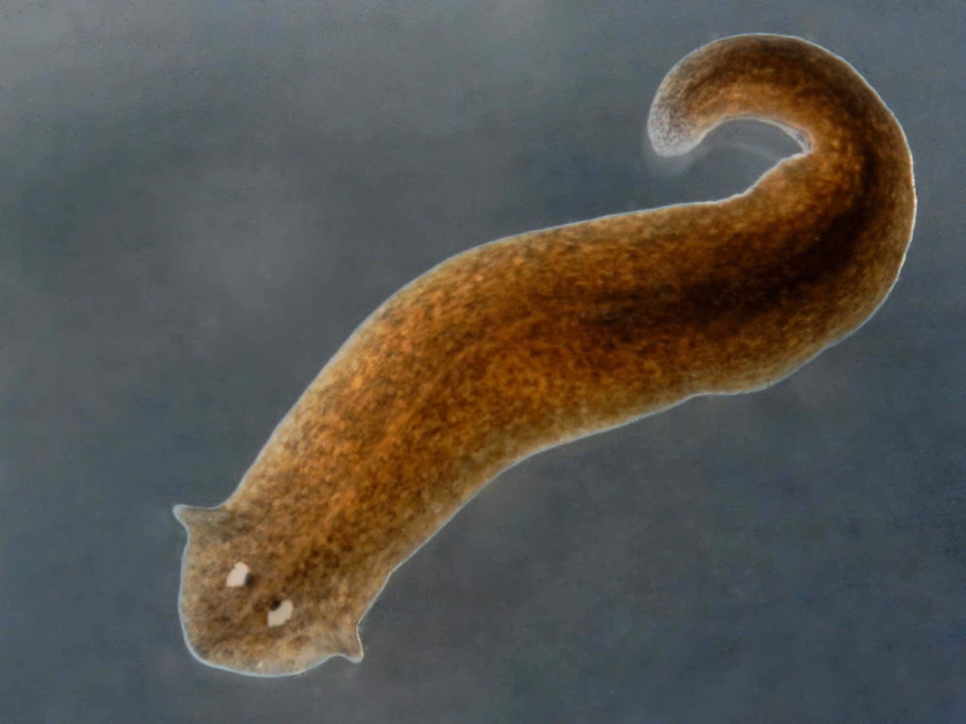 planarian flatworm, microscopic view, brown, Full HD Desktop Wallpaper