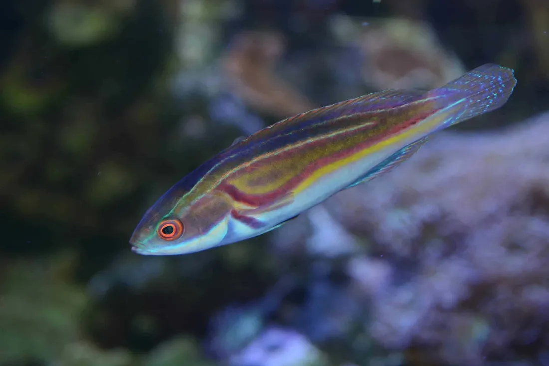 Wrasse