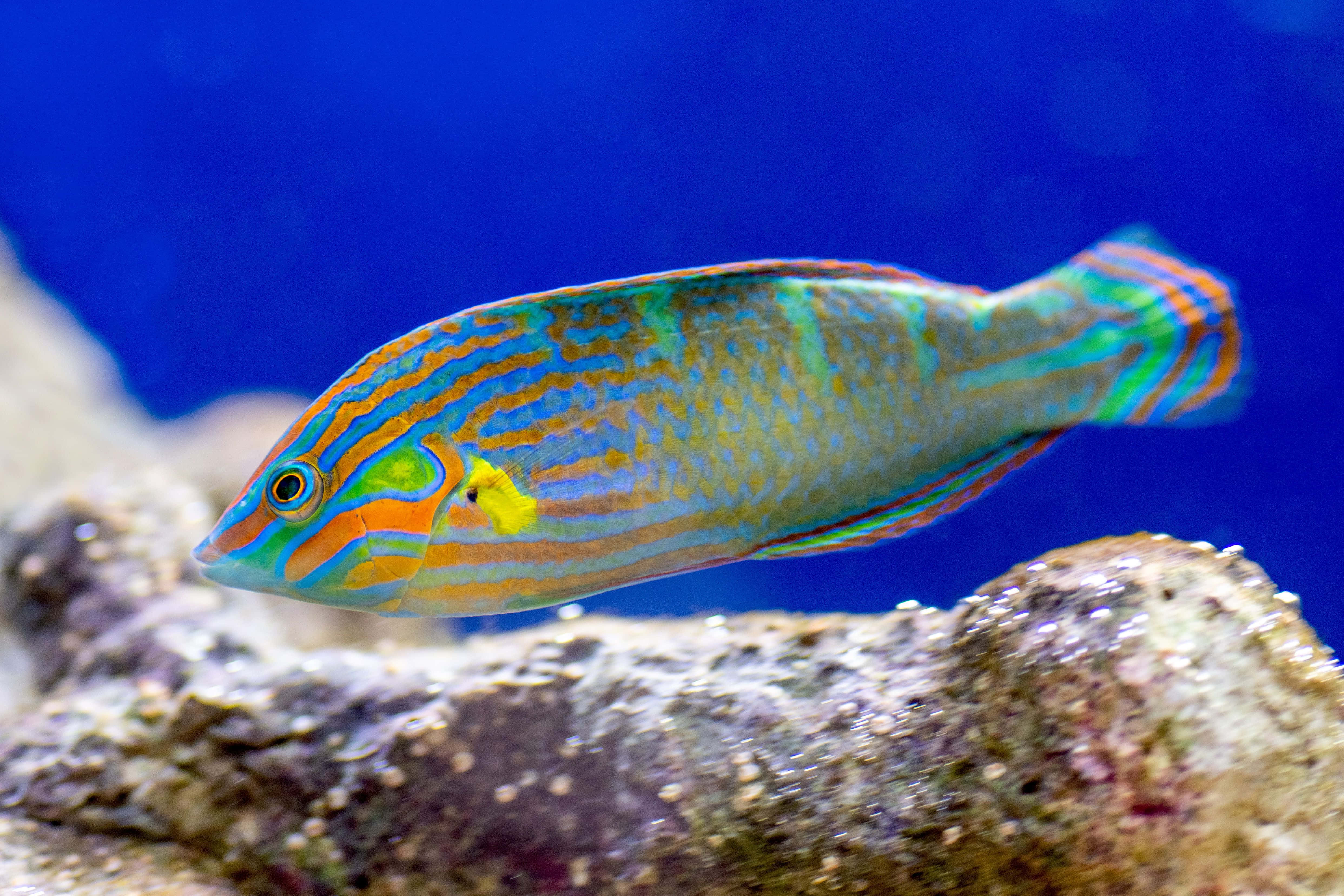 vibrant wrasse, orange blue and green stripes, textured coral reef, 4K Desktop Wallpaper
