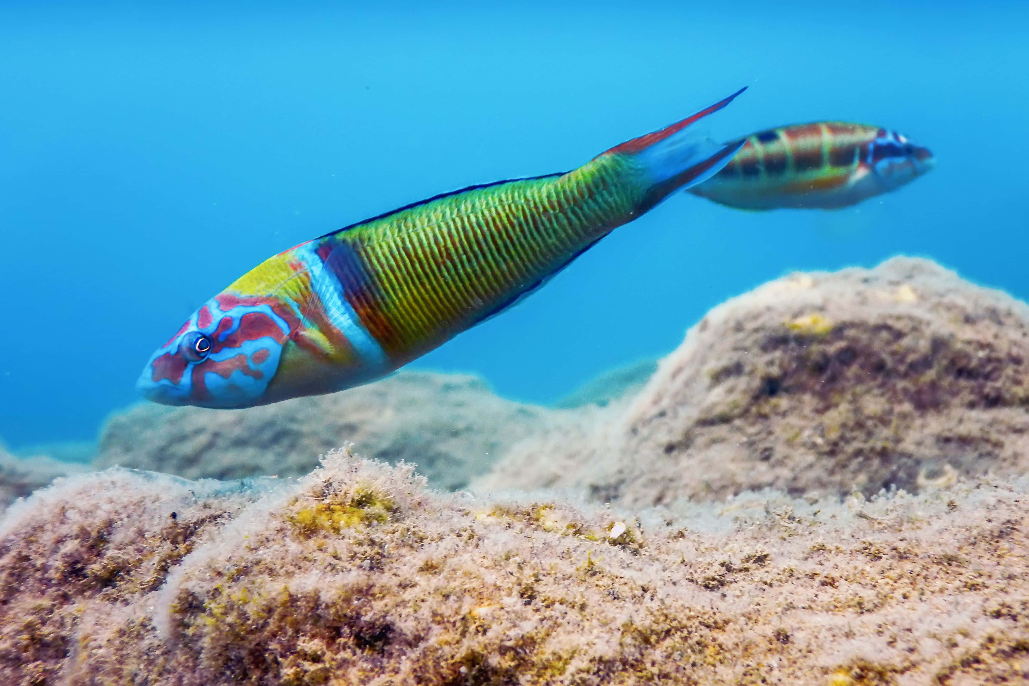 colorful wrasse, coral reef, iridescent stripes, 4K Desktop Wallpaper