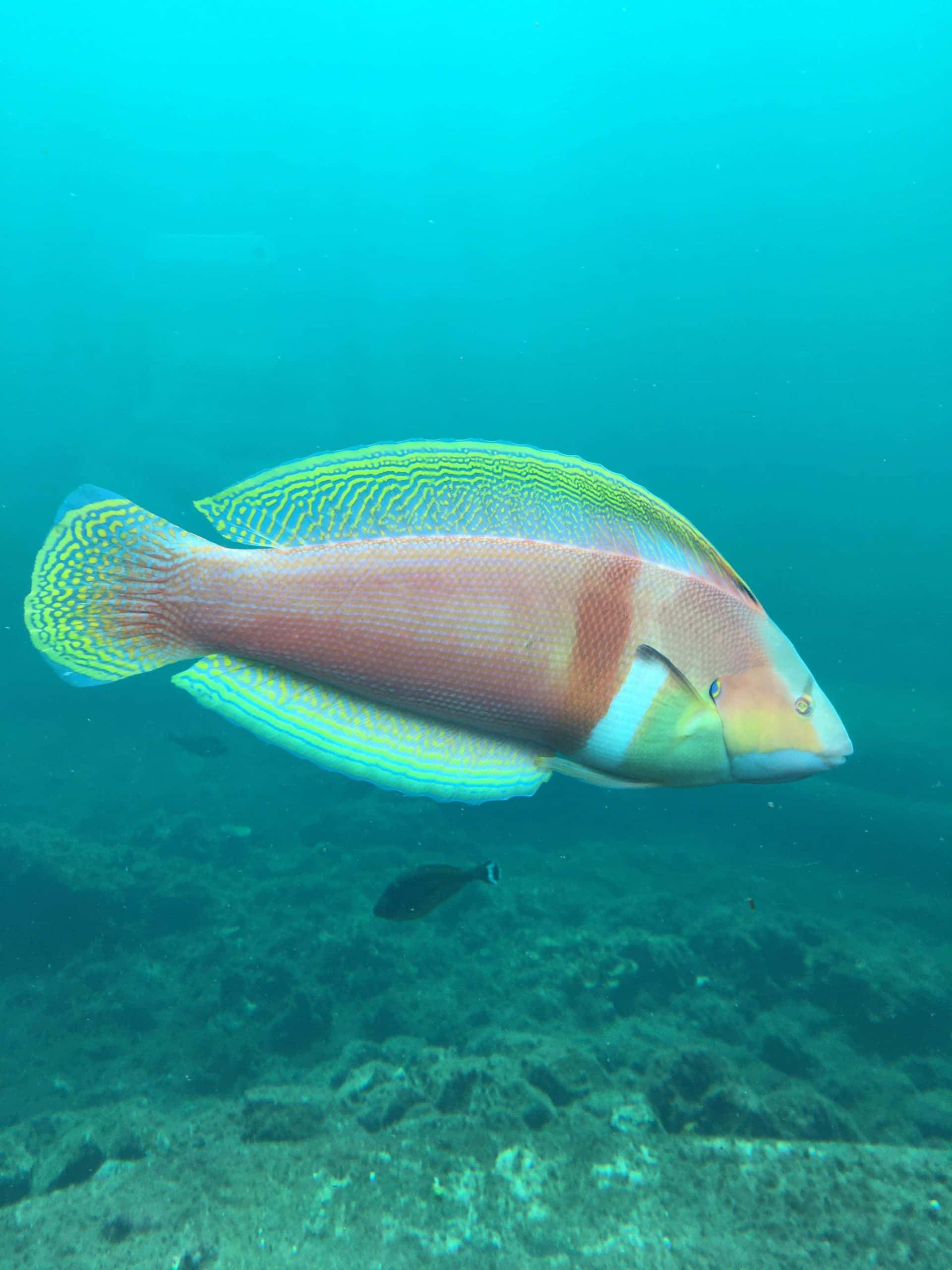 wrasse, pink body, yellow-green striped fins, 2K Phone Wallpaper