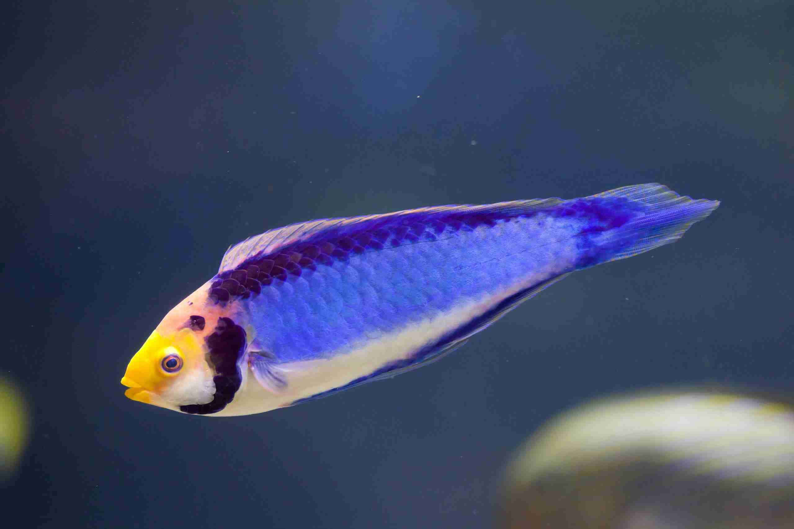 vibrant blue wrasse, blue and yellow fish, dark water, 2K Desktop Wallpaper