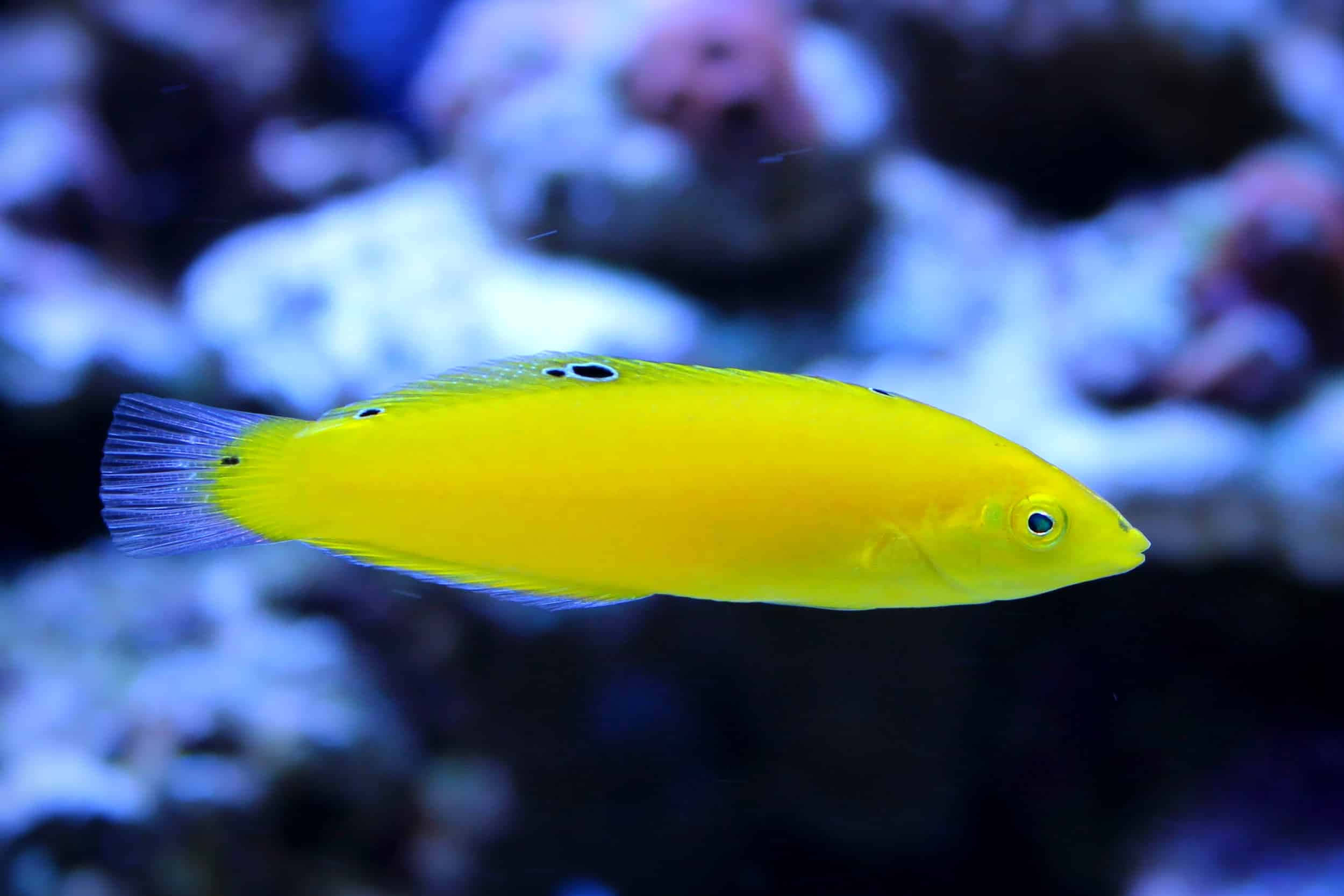 vibrant yellow wrasse, black spots, blue water, Full HD Desktop Wallpaper