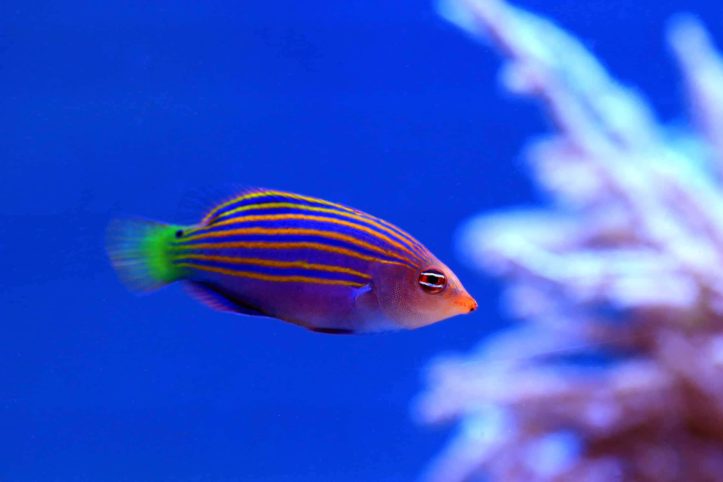 Vibrant Wrasse, blue waters, striped fish, Full HD Desktop Wallpaper