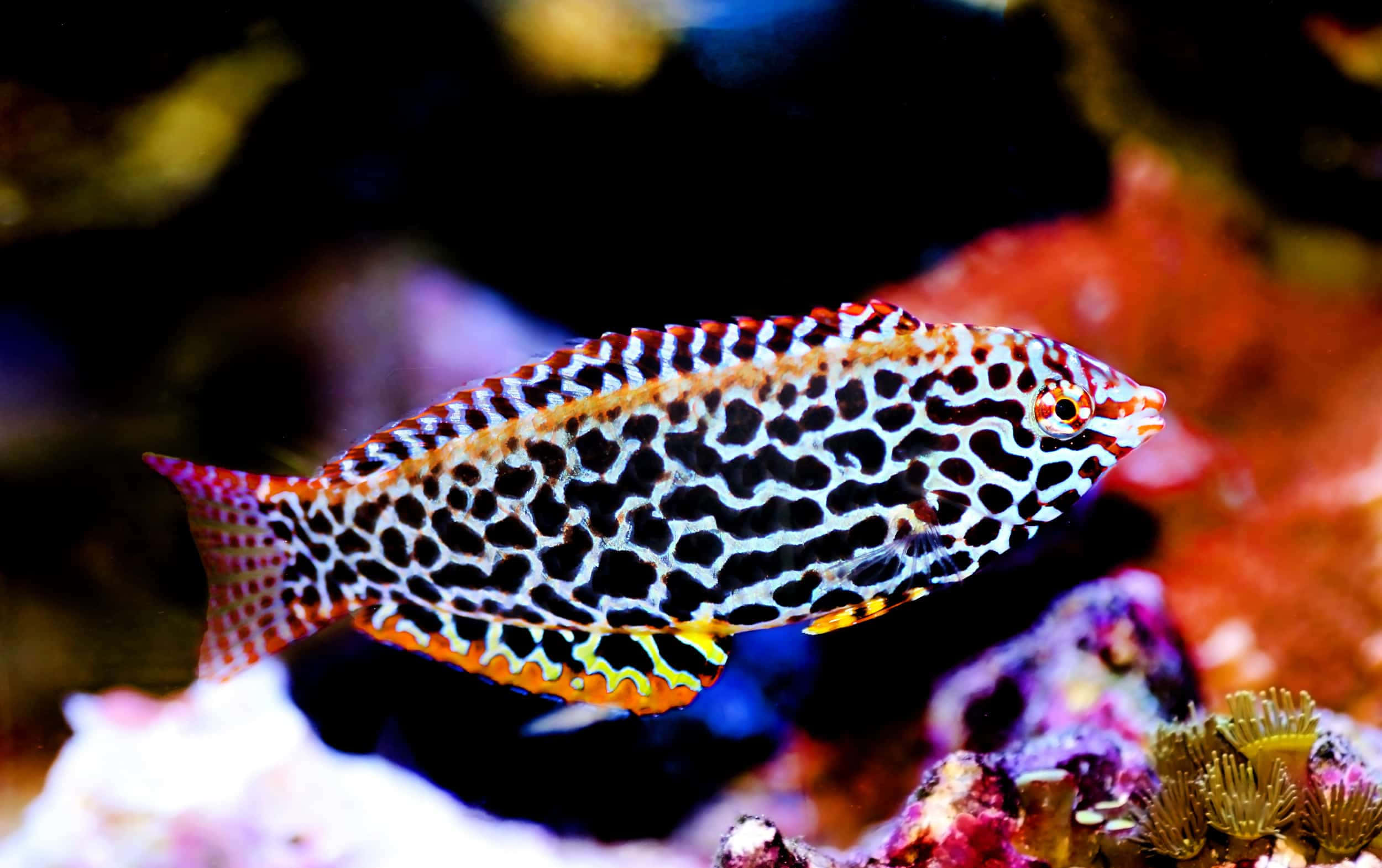 colorful wrasse fish, black spots, orange trim, Full HD Desktop Wallpaper