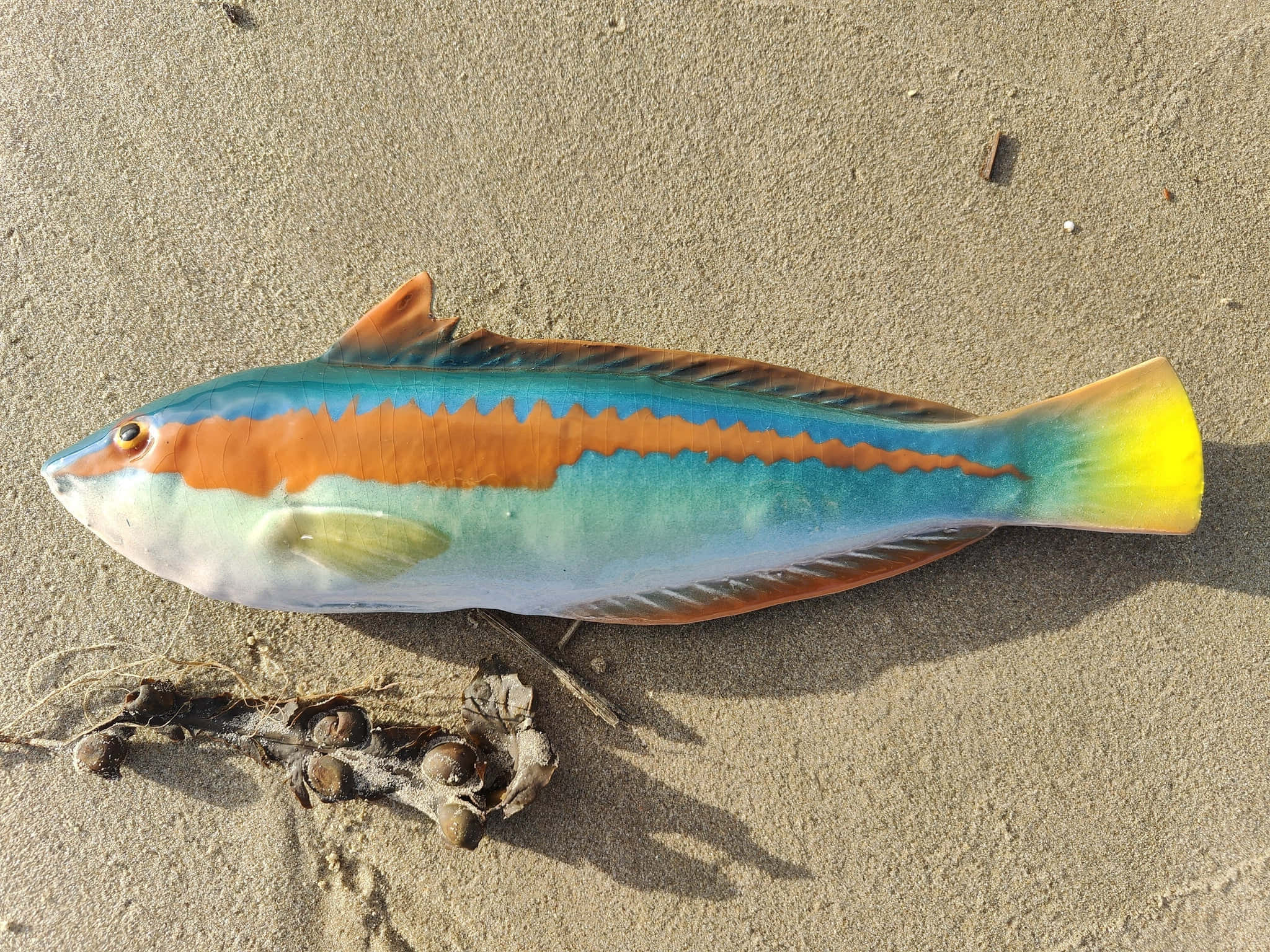 Colorful Wrasseon Sand, tropical fish, blue orange and yellow stripes, Full HD Desktop Wallpaper