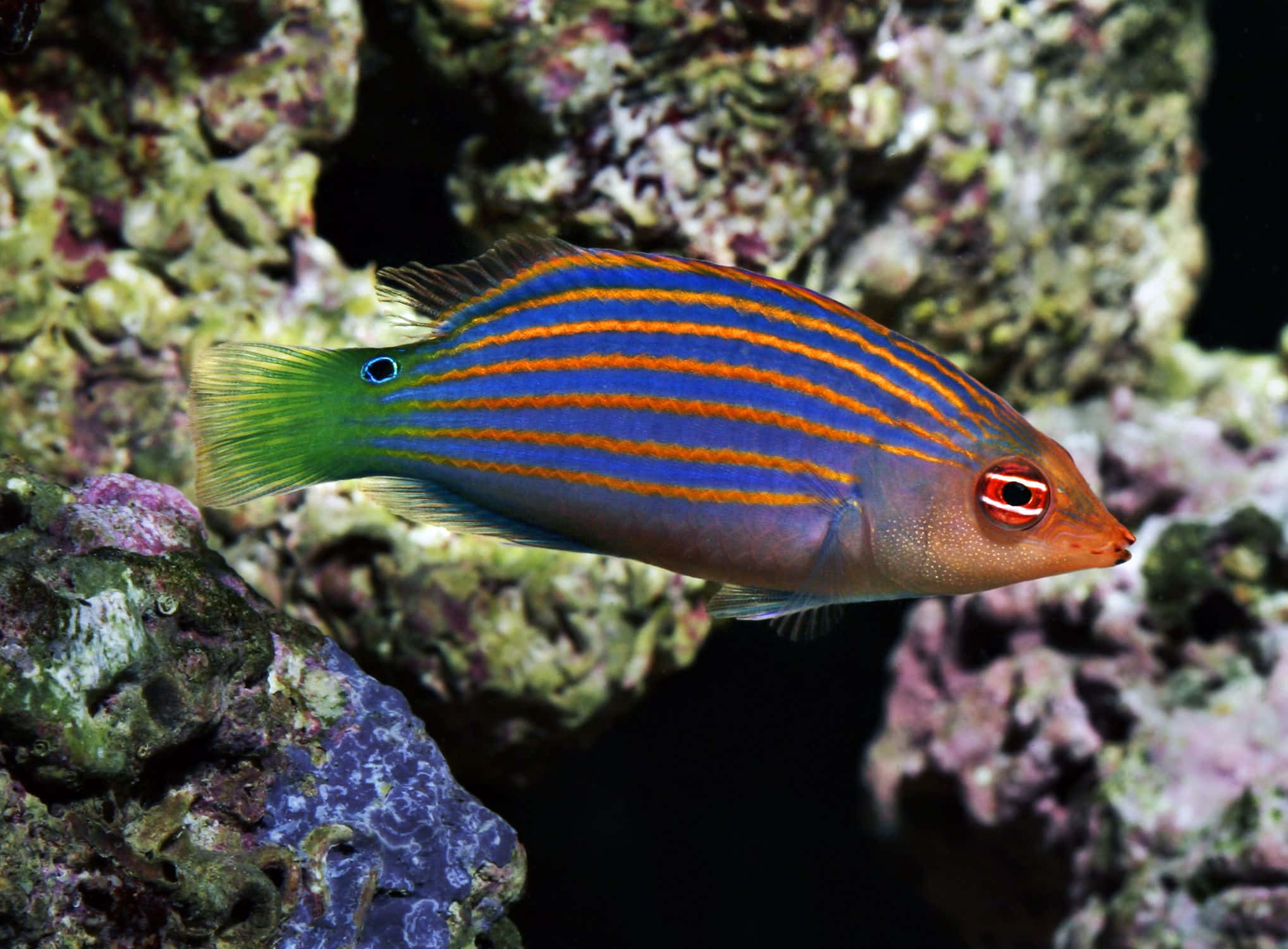 colorful wrasse, coral reef, blue orange and green hues, Full HD Desktop Wallpaper