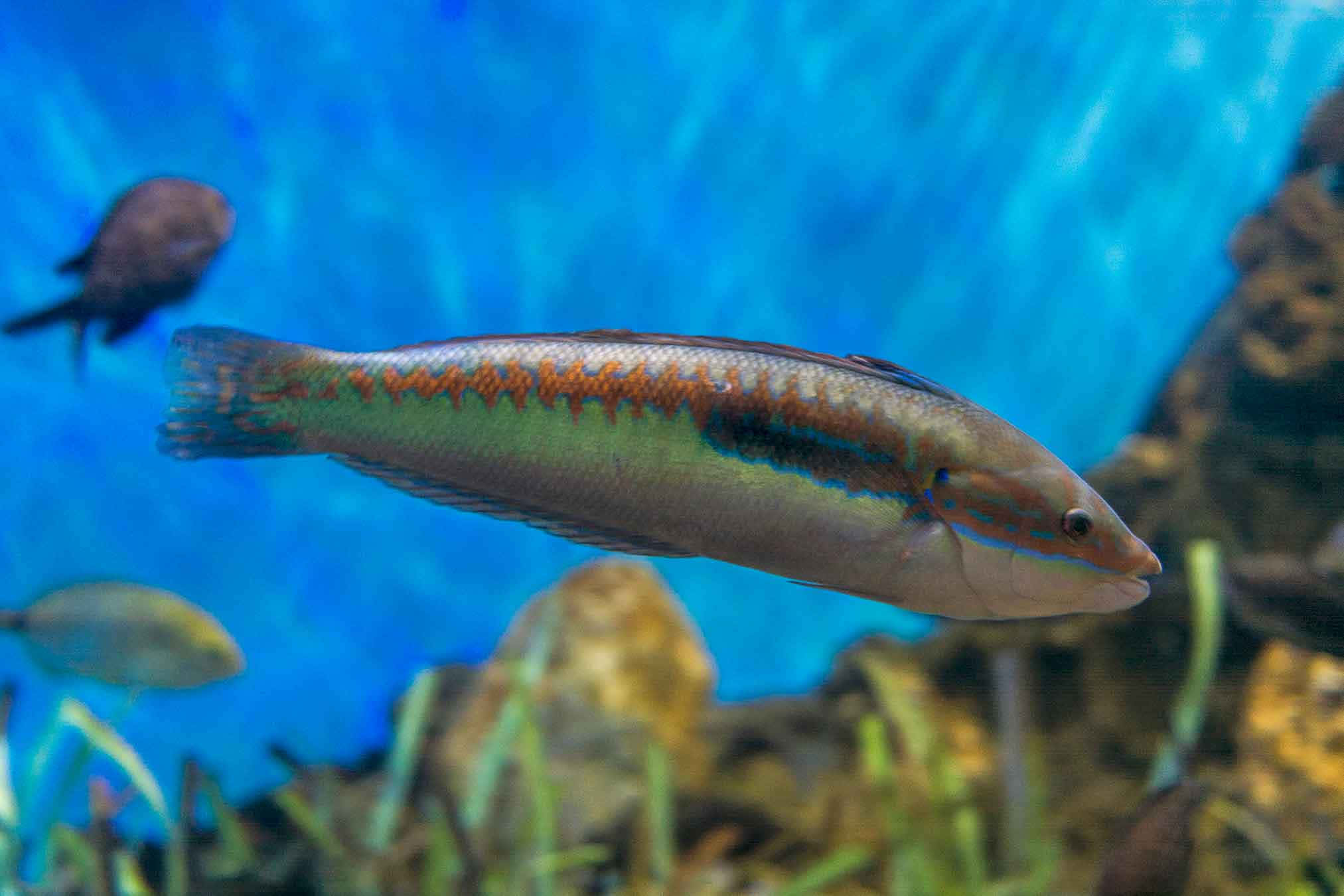wrasse, clear blue water, coral, Full HD Desktop Wallpaper