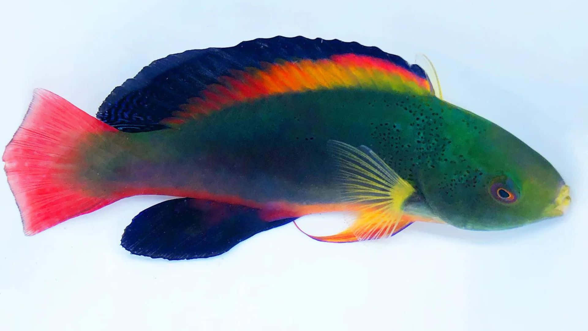 colorful wrasse fish, green body, red tail, Full HD Desktop Wallpaper
