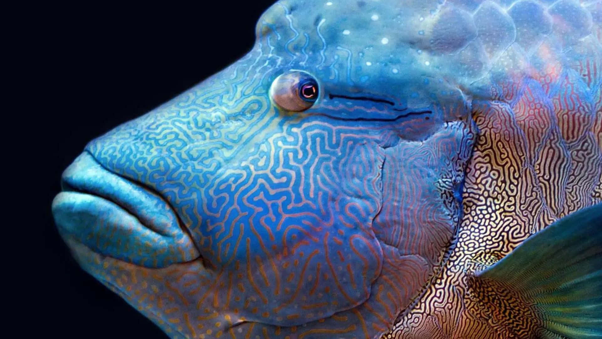 vibrant blue fish, intricate maze-like patterns, glowing eye, Full HD Desktop Wallpaper