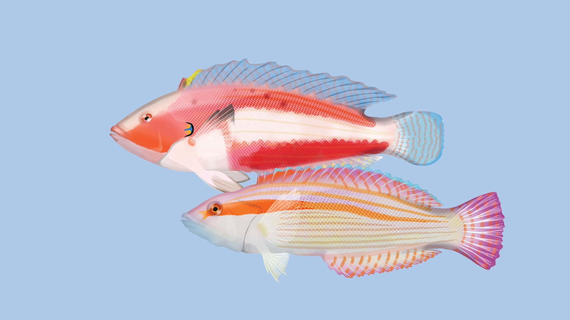 colorful wrasse fish, pink orange and white stripes, soft blue background, Full HD Desktop Wallpaper