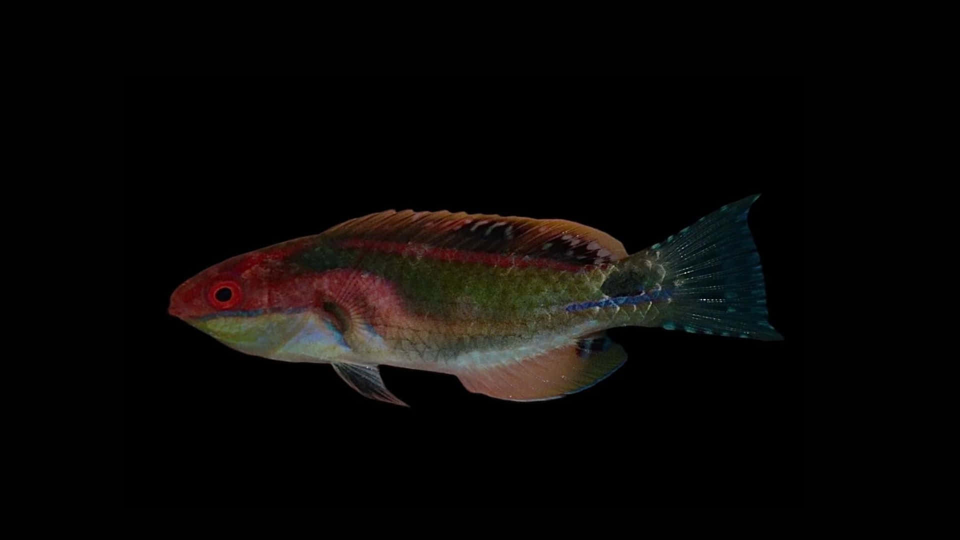 colorful wrasse, red head, green body, Full HD Desktop Wallpaper