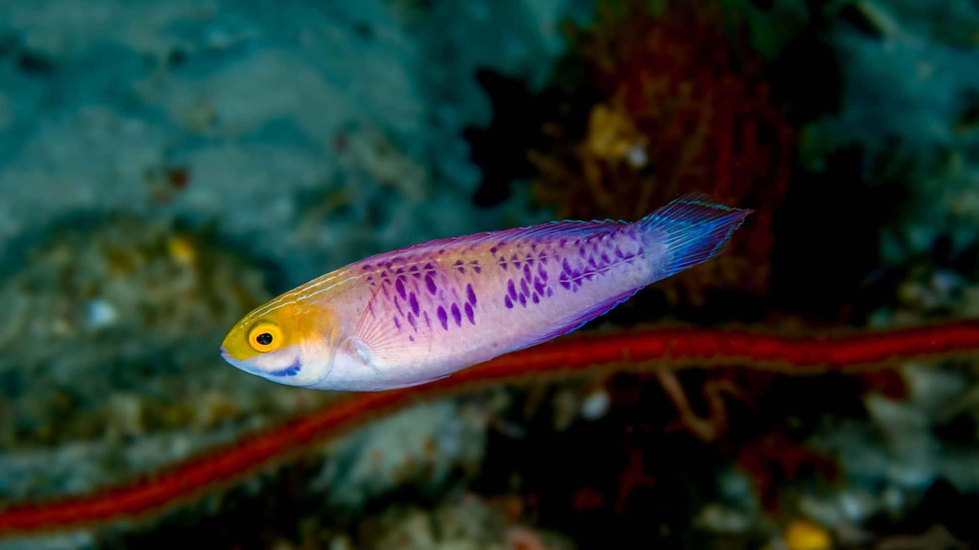 vibrant purple and yellow fish, red coral, sunlit underwater scene, Full HD Desktop Wallpaper