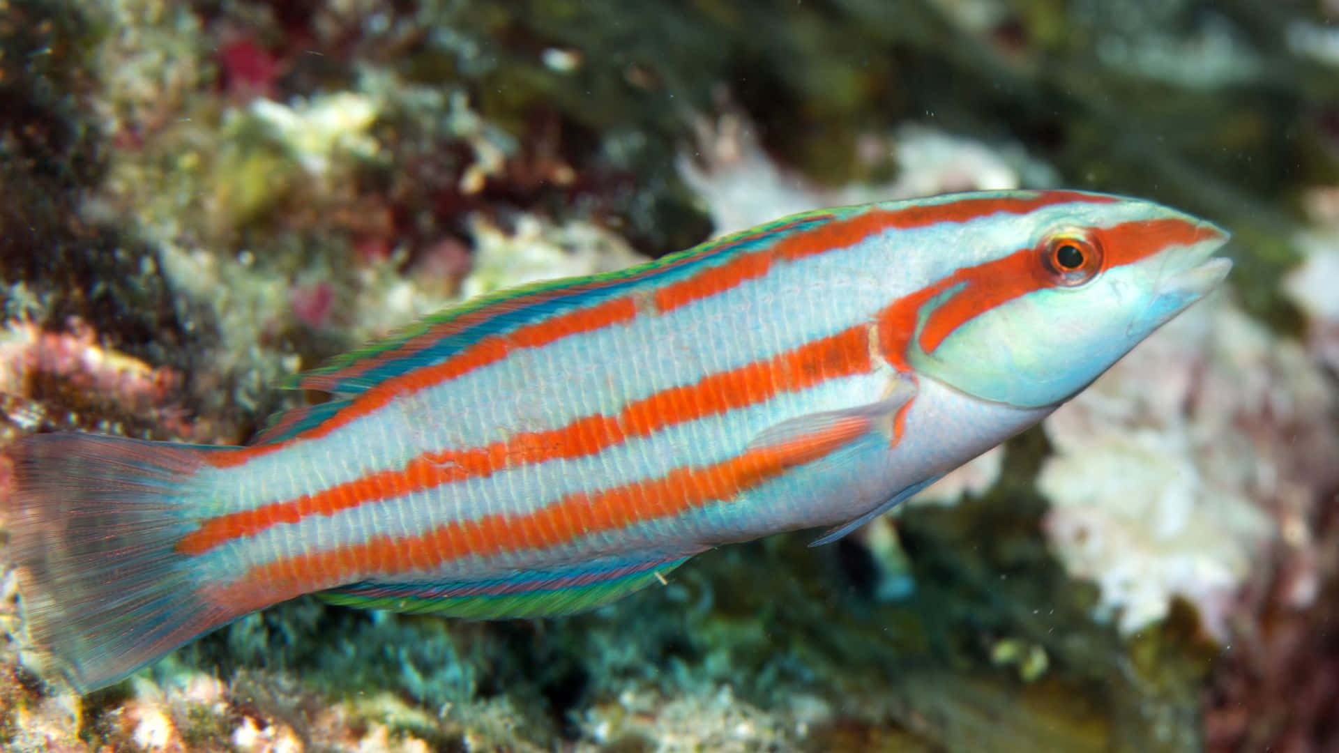 colorful wrasse, coral reef, orange and blue striped fish, Full HD Desktop Wallpaper